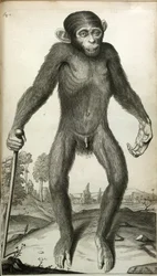 Orang-Outang, sive Homo Sylvestris : ou, l