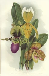 Orchidées