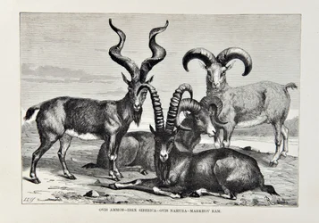 Ovis Ammon - Ibex Siberica - Ovis Nabura - Béliers Markhov, illustration de La Géographie Universelle, la Terre et ses habitants par Elisée Reclus, publiée en 1878