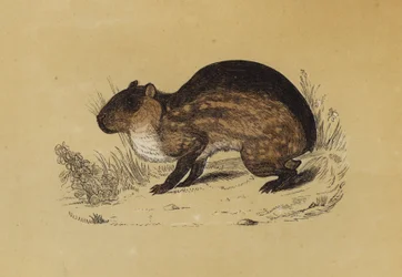 Paca