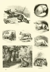 Page du Musée Pictural de la Nature Animée