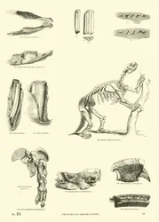 Page du Musée Pictural de la Nature Animée
