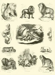 Page du Musée Pictural de la Nature Animée