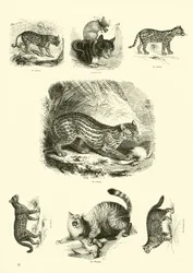 Page du Musée Pictural de la Nature Animée