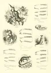 Page du Musée Pictural de la Nature Animée