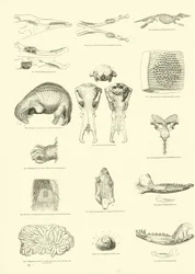 Page du Musée Pictural de la Nature Animée