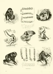 Page du Musée Pictural de la Nature Animée