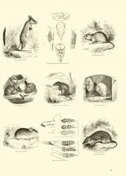 Page du Musée Pictural de la Nature Animée