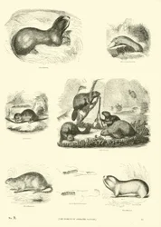 Page du Musée Pictural de la Nature Animée