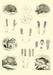 Page du Musée Pictural de la Nature Animée
