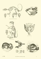 Page du Musée Pictural de la Nature Animée