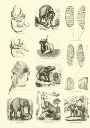 Page du Musée Pictural de la Nature Animée