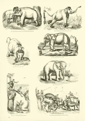 Page du Musée Pictural de la Nature Animée