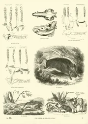 Page du Musée Pictural de la Nature Animée