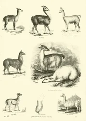 Page du Musée Pictural de la Nature Animée