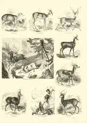 Page du Musée Pictural de la Nature Animée