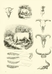 Page du Musée Pictural de la Nature Animée