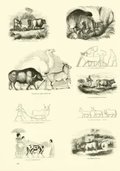 Page du Musée Pictural de la Nature Animée