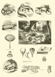 Page du Musée Pictural de la Nature Animée