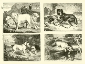 Page du Musée Pictural de la Nature Animée