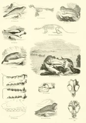 Page du Musée Pictural de la Nature Animée
