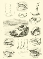 Page du Musée Pictural de la Nature Animée