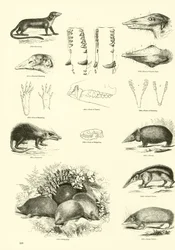 Page du Musée Pictural de la Nature Animée
