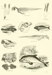 Page du Musée Pictural de la Nature Animée