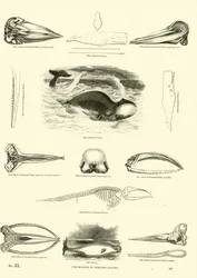Page du Musée Pictural de la Nature Animée