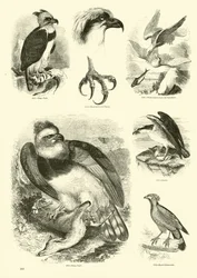 Page du Musée Pictural de la Nature Animée