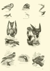 Page du Musée Pictural de la Nature Animée