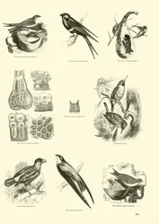 Page du Musée Pictural de la Nature Animée