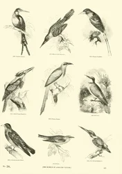 Page du Musée Pictural de la Nature Animée