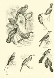 Page du Musée Pictural de la Nature Animée