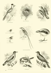 Page du Musée Pictural de la Nature Animée