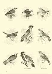 Page du Musée Pictural de la Nature Animée