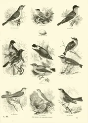 Page du Musée Pictural de la Nature Animée