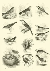 Page du Musée Pictural de la Nature Animée