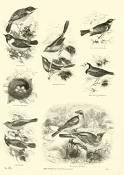 Page du Musée Pictural de la Nature Animée
