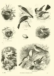 Page du Musée Pictural de la Nature Animée