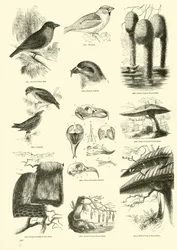 Page du Musée Pictural de la Nature Animée
