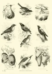 Page du Musée Pictural de la Nature Animée