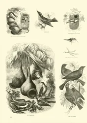 Page du Musée Pictural de la Nature Animée