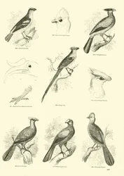 Page du Musée Pictural de la Nature Animée