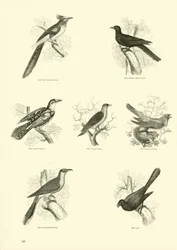 Page du Musée Pictural de la Nature Animée