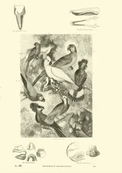Page du Musée Pictural de la Nature Animée