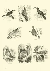 Page du Musée Pictural de la Nature Animée