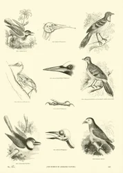 Page du Musée Pictural de la Nature Animée