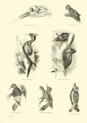 Page du Musée Pictural de la Nature Animée