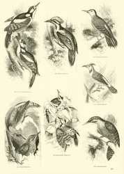 Page du Musée Pictural de la Nature Animée